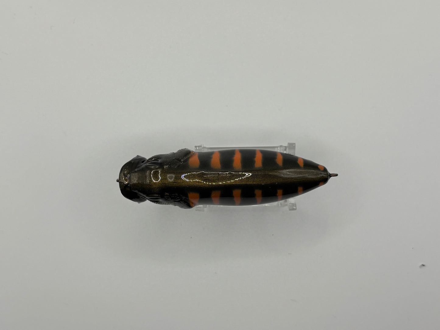 KO Megabass Popmax Gold Dust Perch